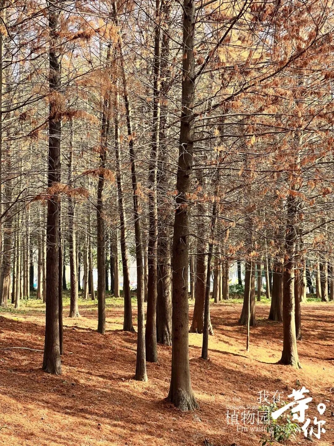 助力长三角生态绿色一体化发展|华建集团现代院原创设计嘉兴中央公园（嘉兴植物园）改造提升项目-12