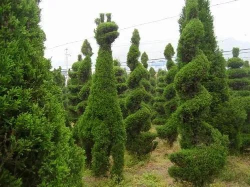 10 大最适合景观造型的树种解析-28