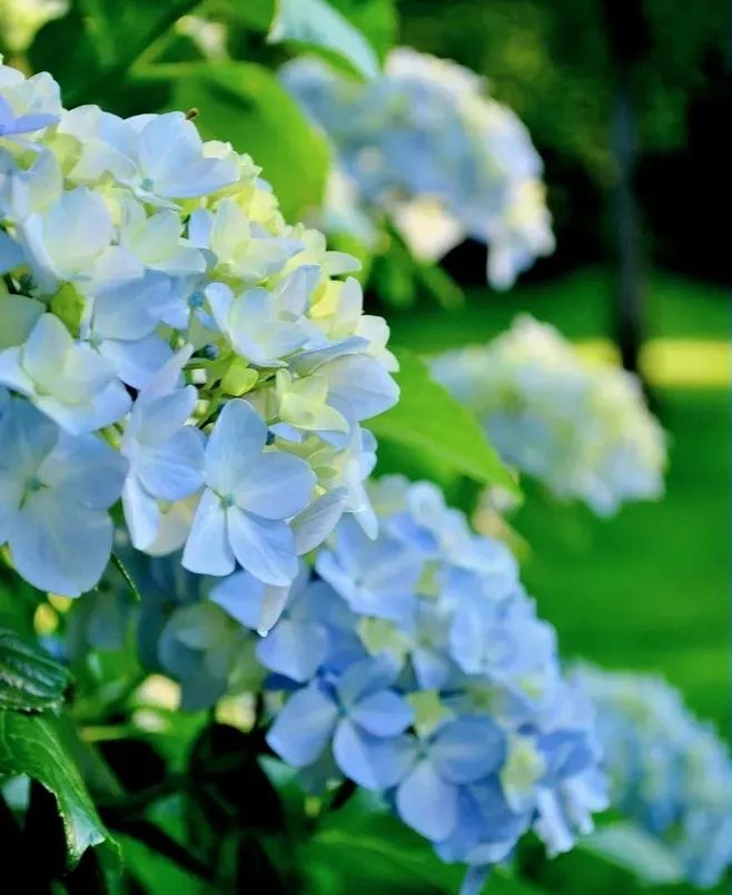 花园植物养护篇·绣球-29