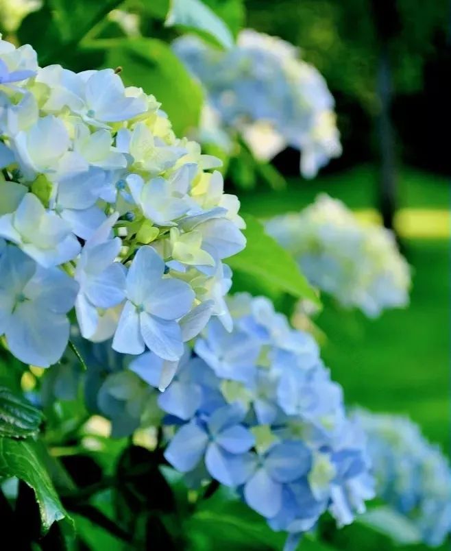 花园植物养护篇·绣球-29