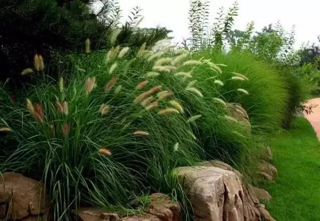 花境设计常用 60 种植物，让花园变得绚丽多彩-144