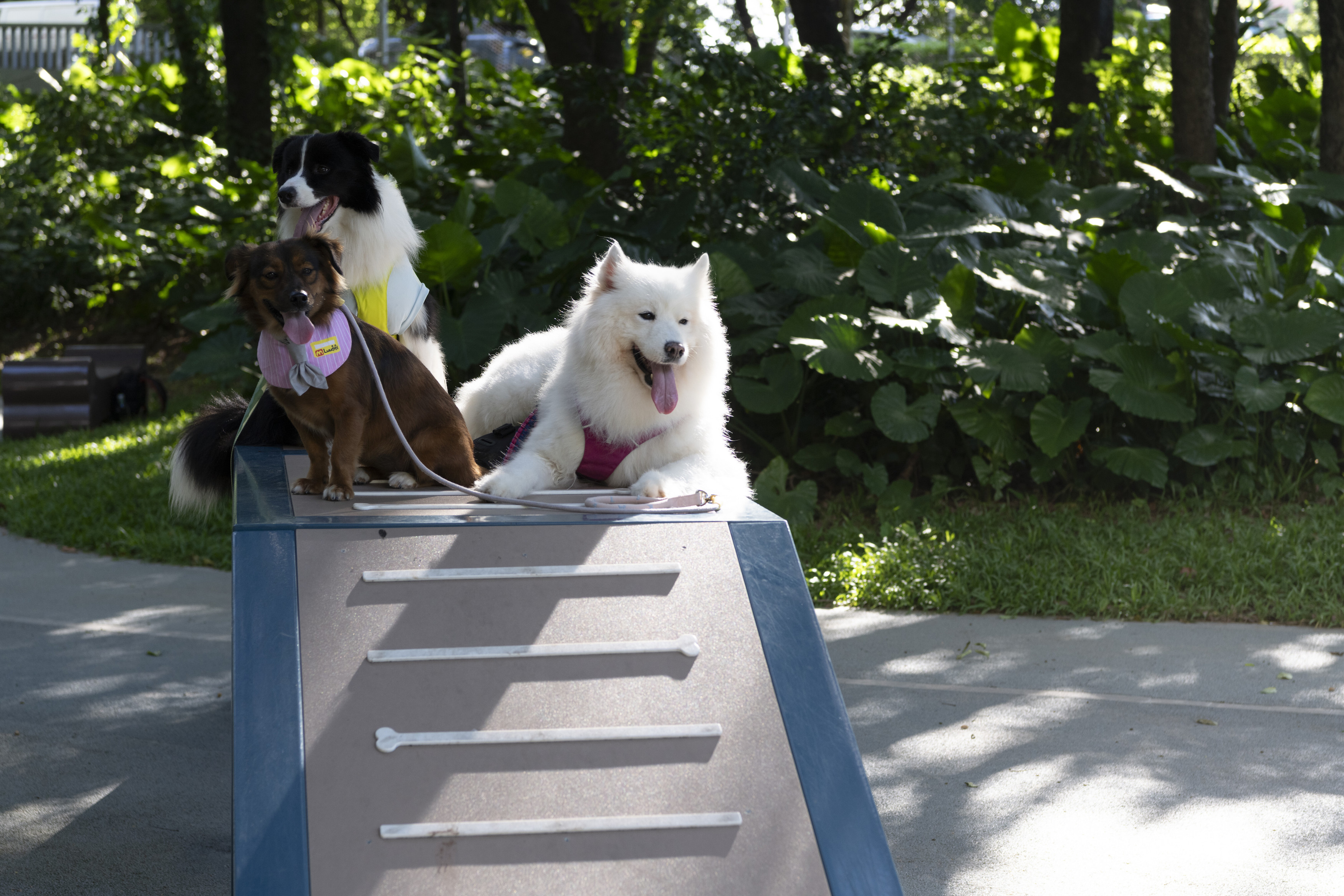 深圳市罗湖泥岗东路宠物友好口袋公园丨中国深圳丨深圳市未名设计顾问有限公司罗湖分公司（WMLA）-58