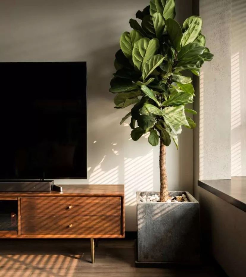 90 后空巢青年的自由无束家居设计-22