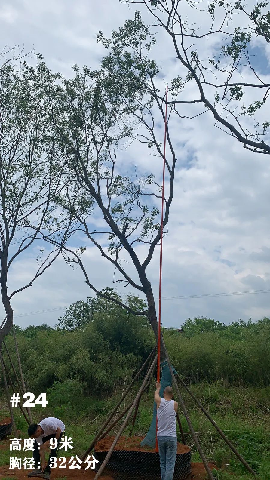 湖南衡阳 148 棵精品乌桕景观设计丨中国衡阳丨看见景观-31