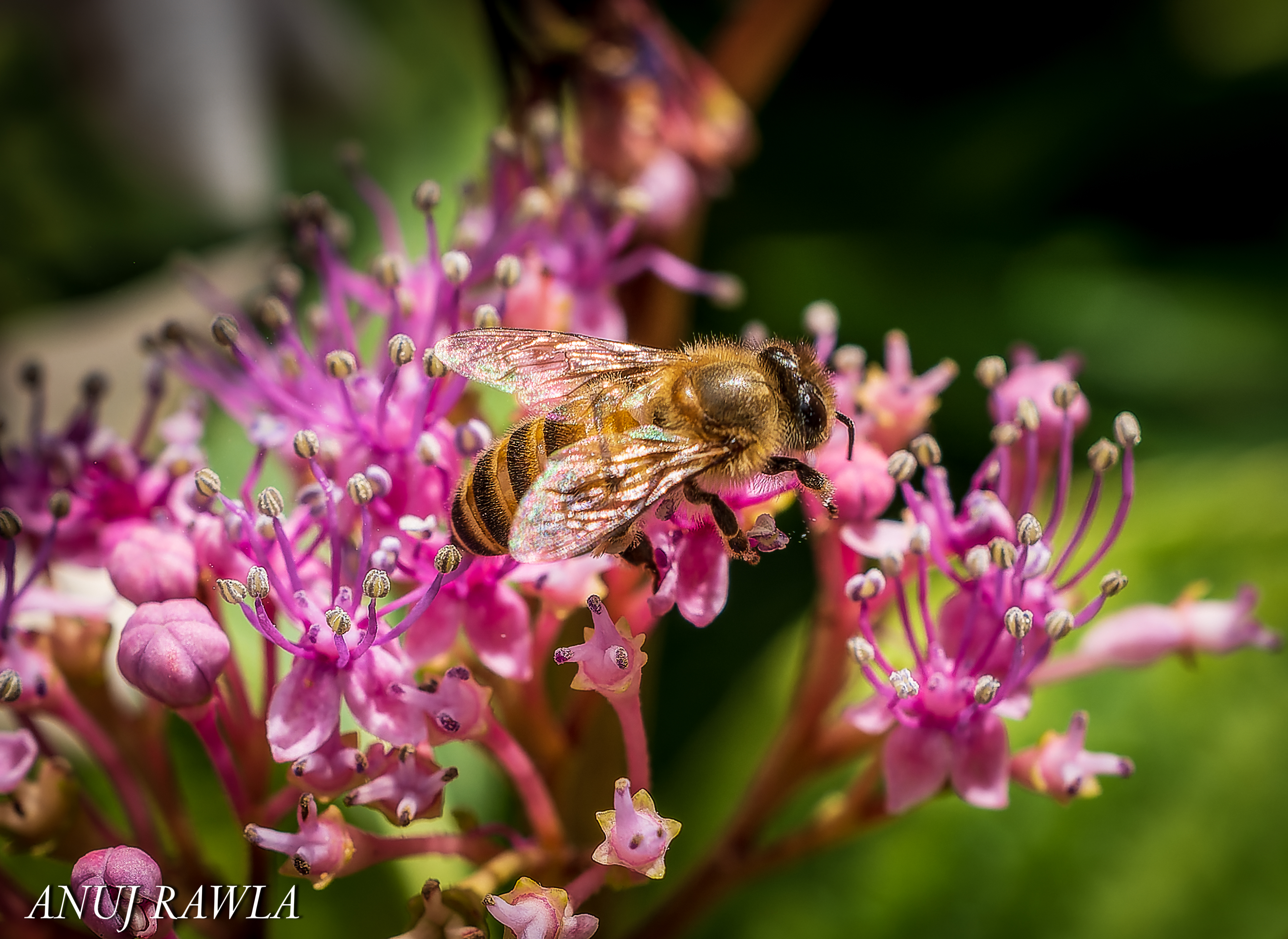 Wildflower Hall - August 2021-70