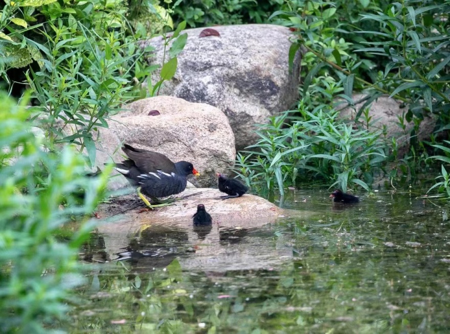 生态西川 · 郑州公园的绿色复兴丨中国郑州丨翰祥景观-110