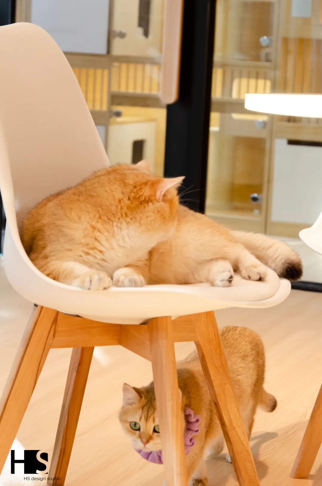 HS 新作 小猫一二只丨中国杭州丨绘狩-30