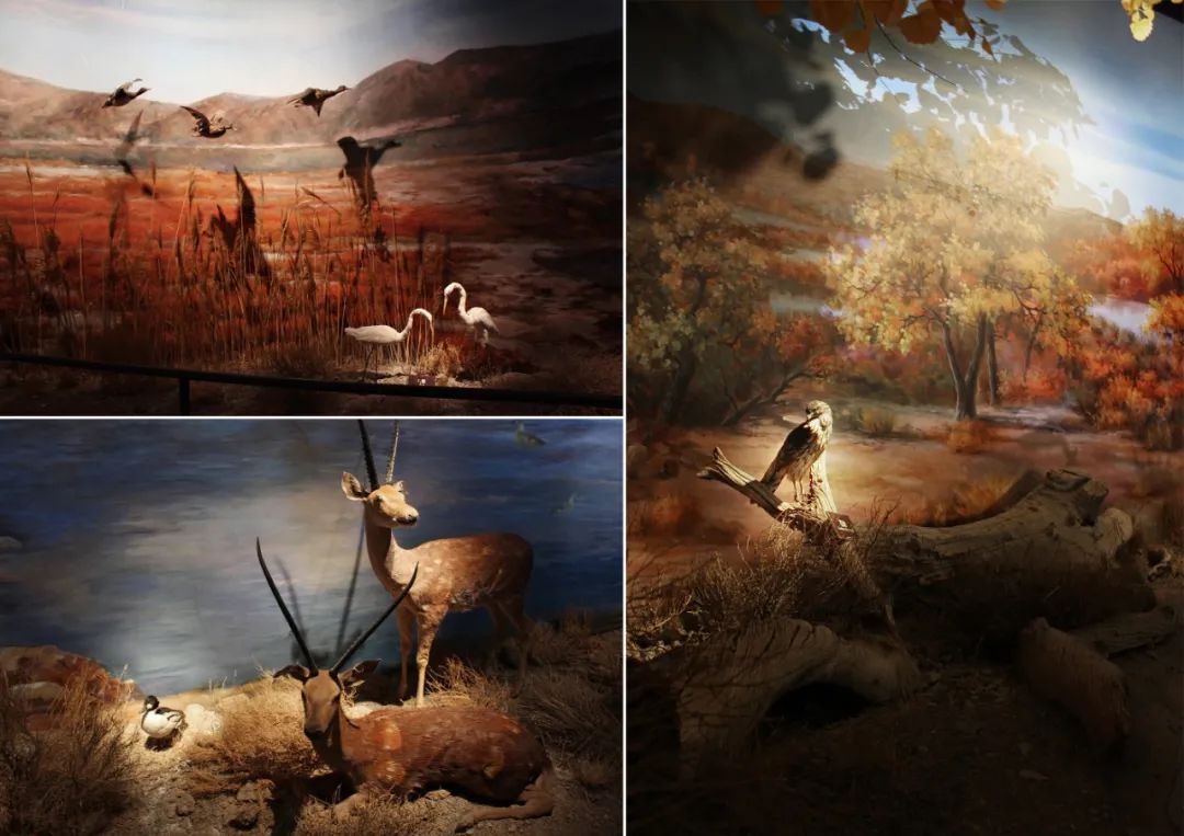 瑞普照明打造阿拉山口中心城市展馆,呈现西部口岸风采-25