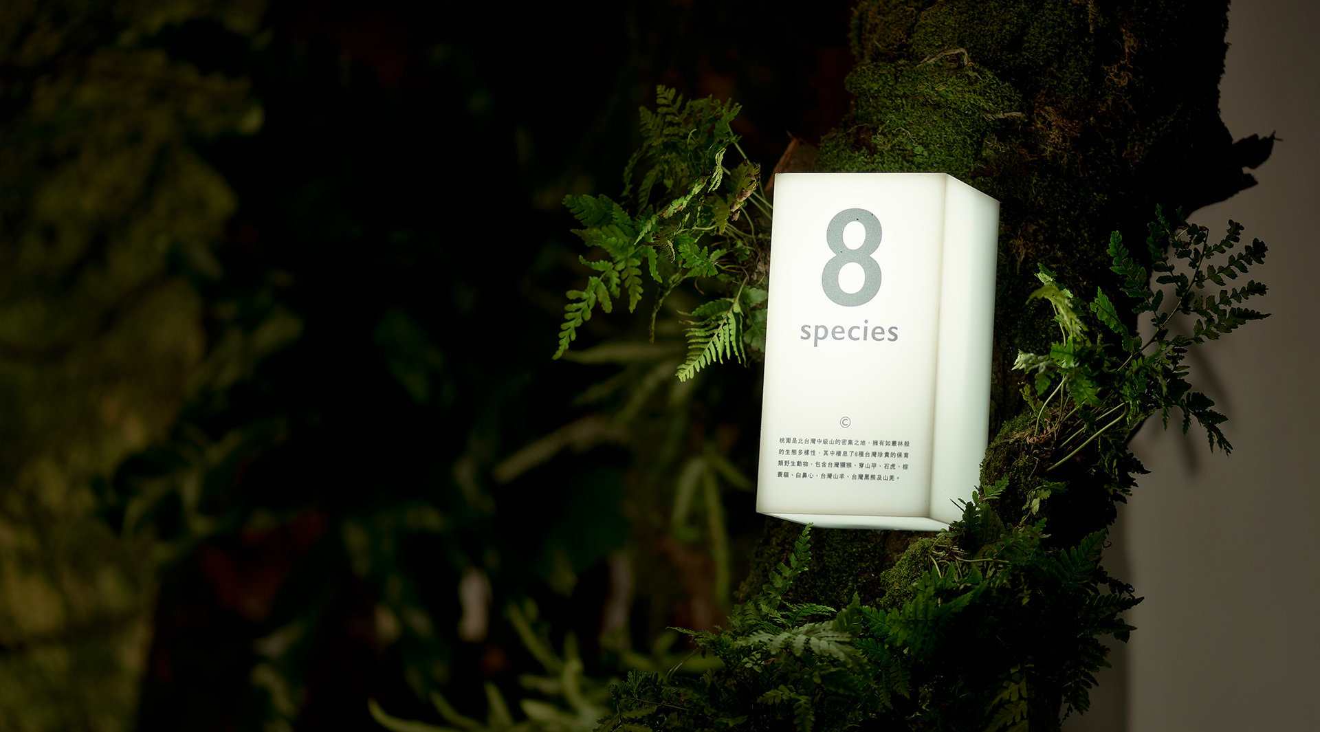 走桃花 RUNNING TAOYUAN丨格式设计展策-34