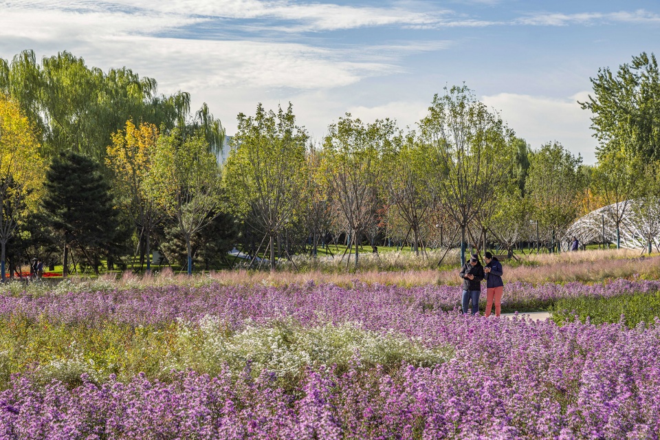 花漾之境:北小河公园樱花谷环境改造提升设计丨中国北京丨埊木设计（CAFA·A城市艺术创新中心）-35