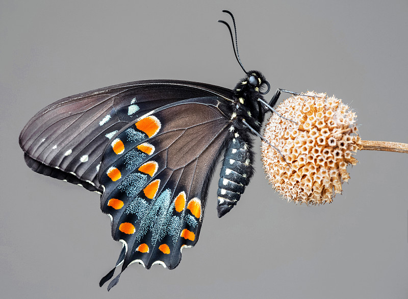 惠州德州朗诗麓园丨中国惠州丨SSID云帆国际-16