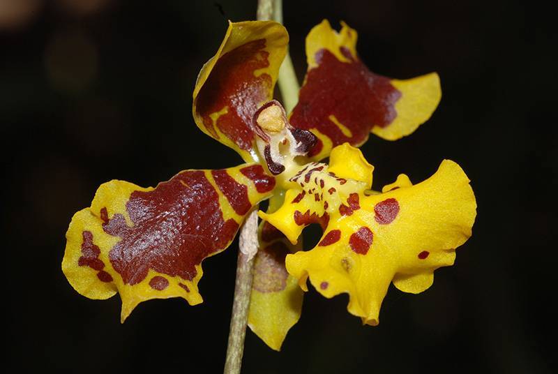 Giardino Botanico di Lione(里昂植物园)丨法国里昂-9