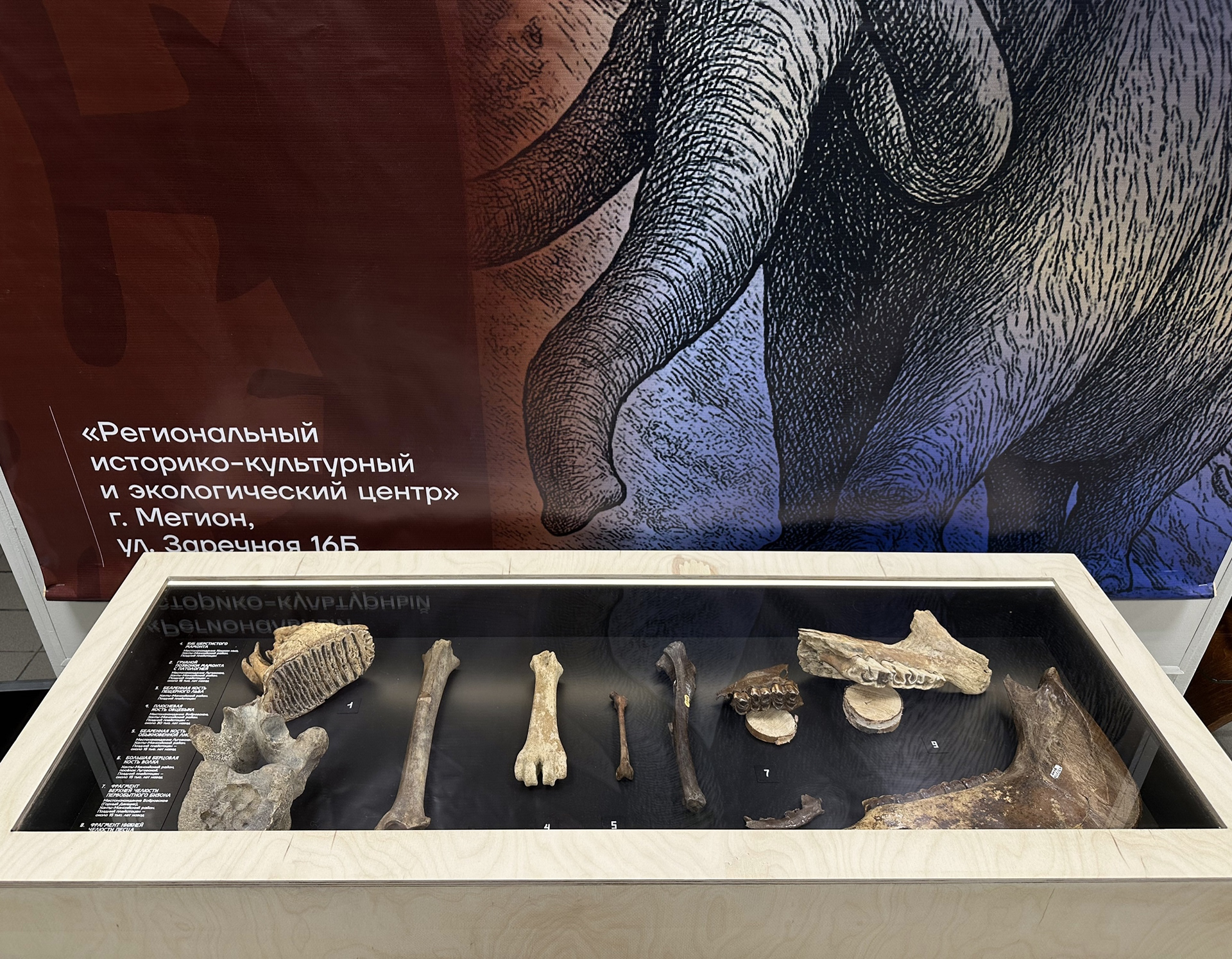 Мобильная экспозиция «Многовековая Югра. Начало»-6