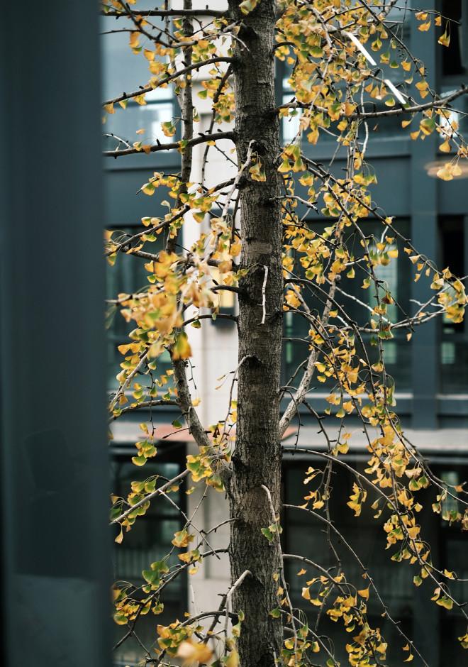 鸟山咖啡 · 自然与现代的完美融合-30