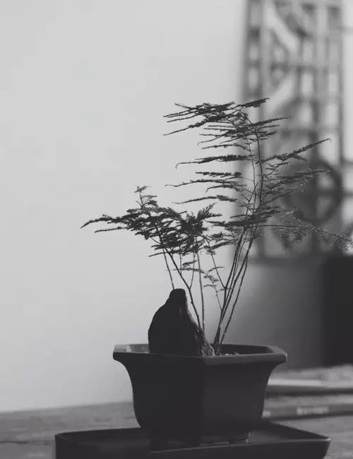 案上花草，闲时观 | 品味室内设计中的自然美学-17