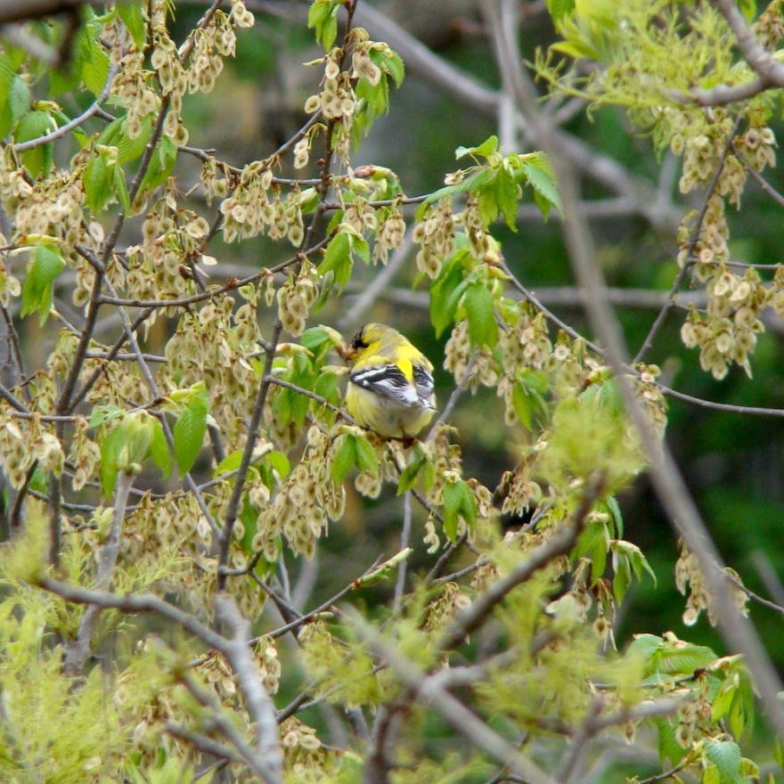复古复兴 | 19 世纪 50 年代美国宾夕法尼亚州小威尼斯建筑群-139