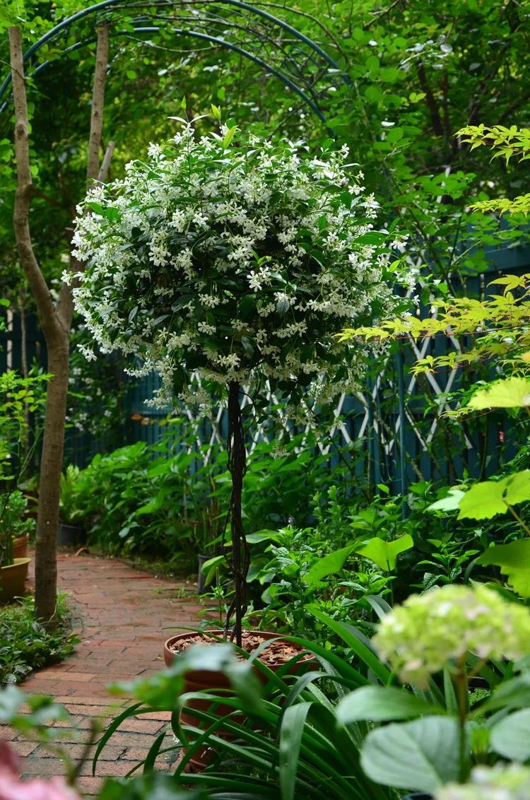 90后夫妻用4年时间，在魔都造了60平米花园，遛狗逗猫，好不惬意~-75