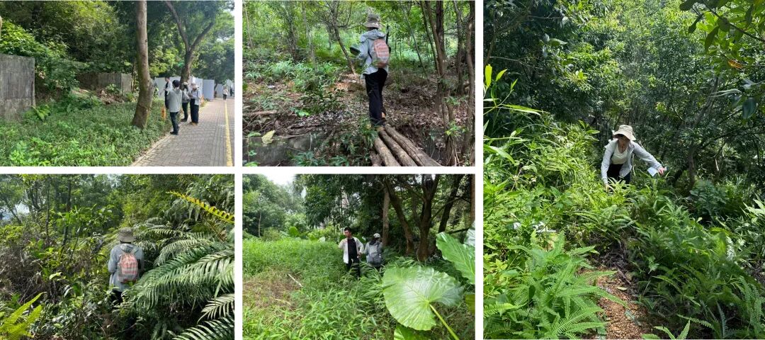 未名新作|山野有乾坤都市藏鲲鹏-深圳山海连城计划罗湖区东湖公园郊野径-莲塘口岸线-183