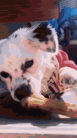 温暖 ENJOY | 从流浪狗到办公室宠儿的感人故事-62