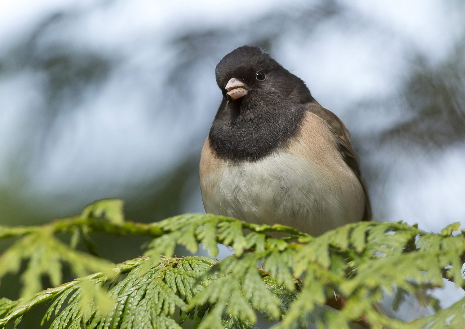 丨美国华盛顿-26
