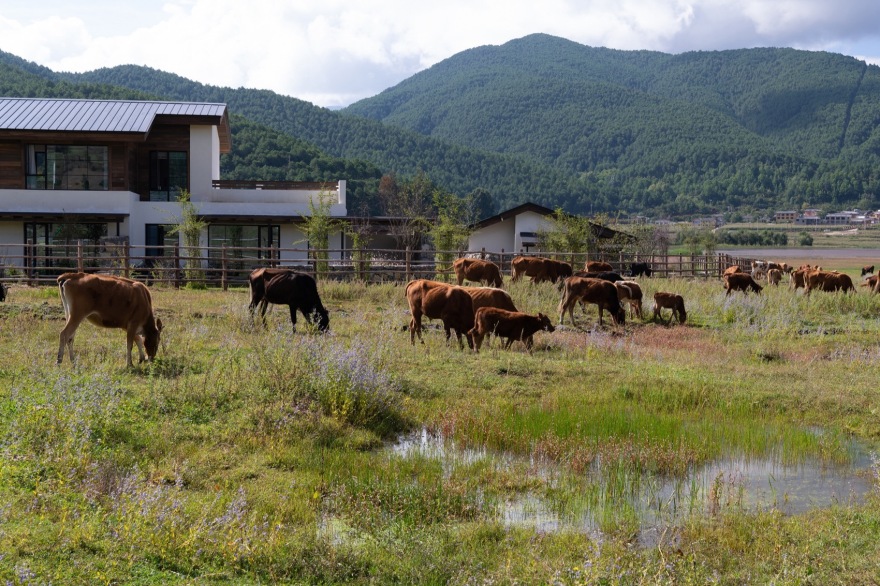 泸沽湖岚岳海子花园丨中国丽江丨Z’scape致舍景观(景观),尚壹扬设计(建筑及室内)-68