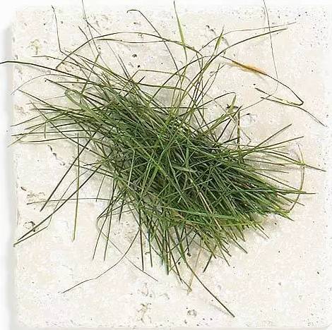 庭院花境中的土壤覆盖物设计与应用-32