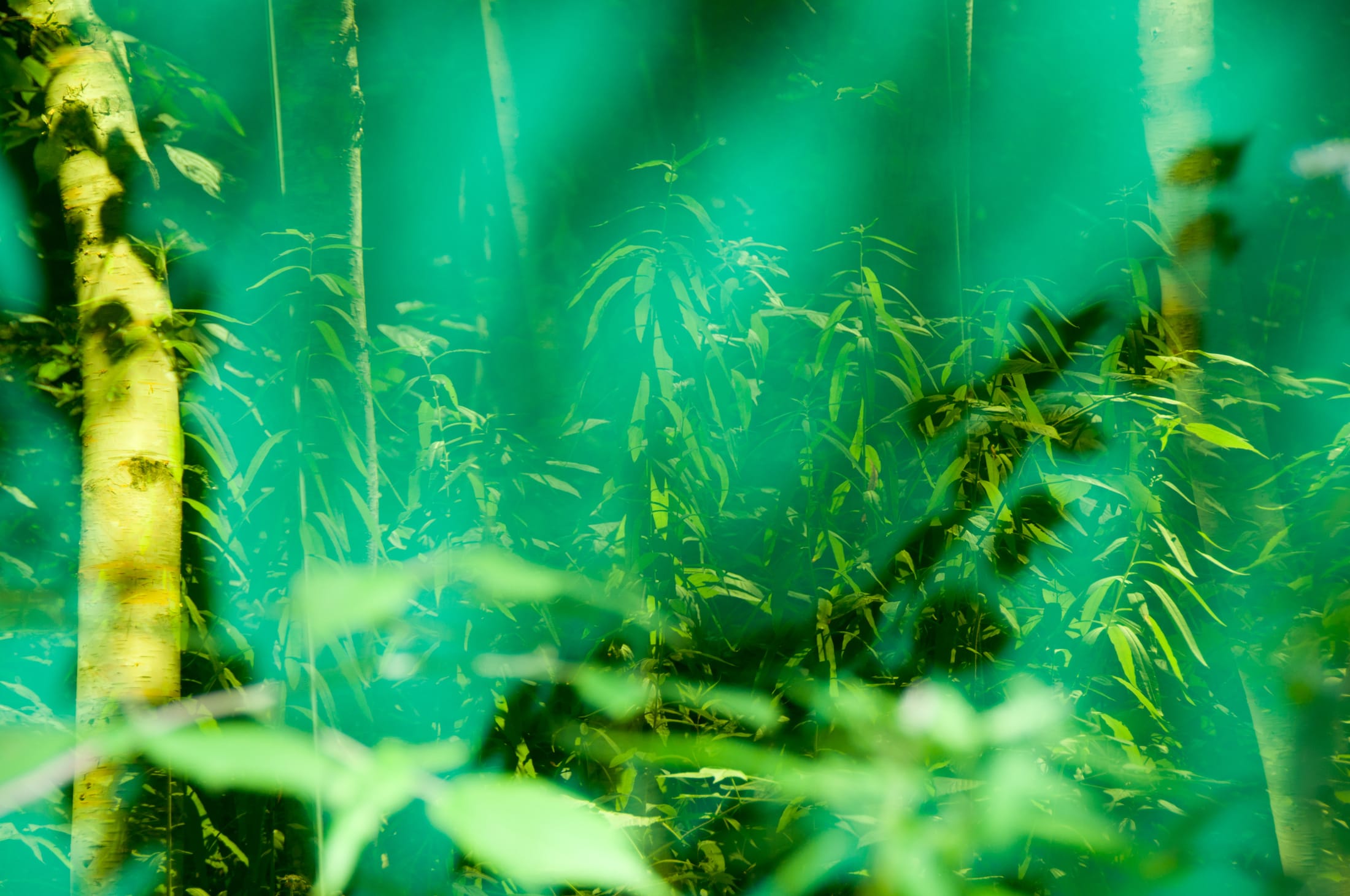 2019 加拿大国际花园节 | 彩色“岩石”结构装置引人入胜-120