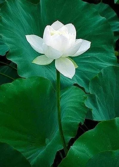 寻回端午情愫，共享棕香诗意-10