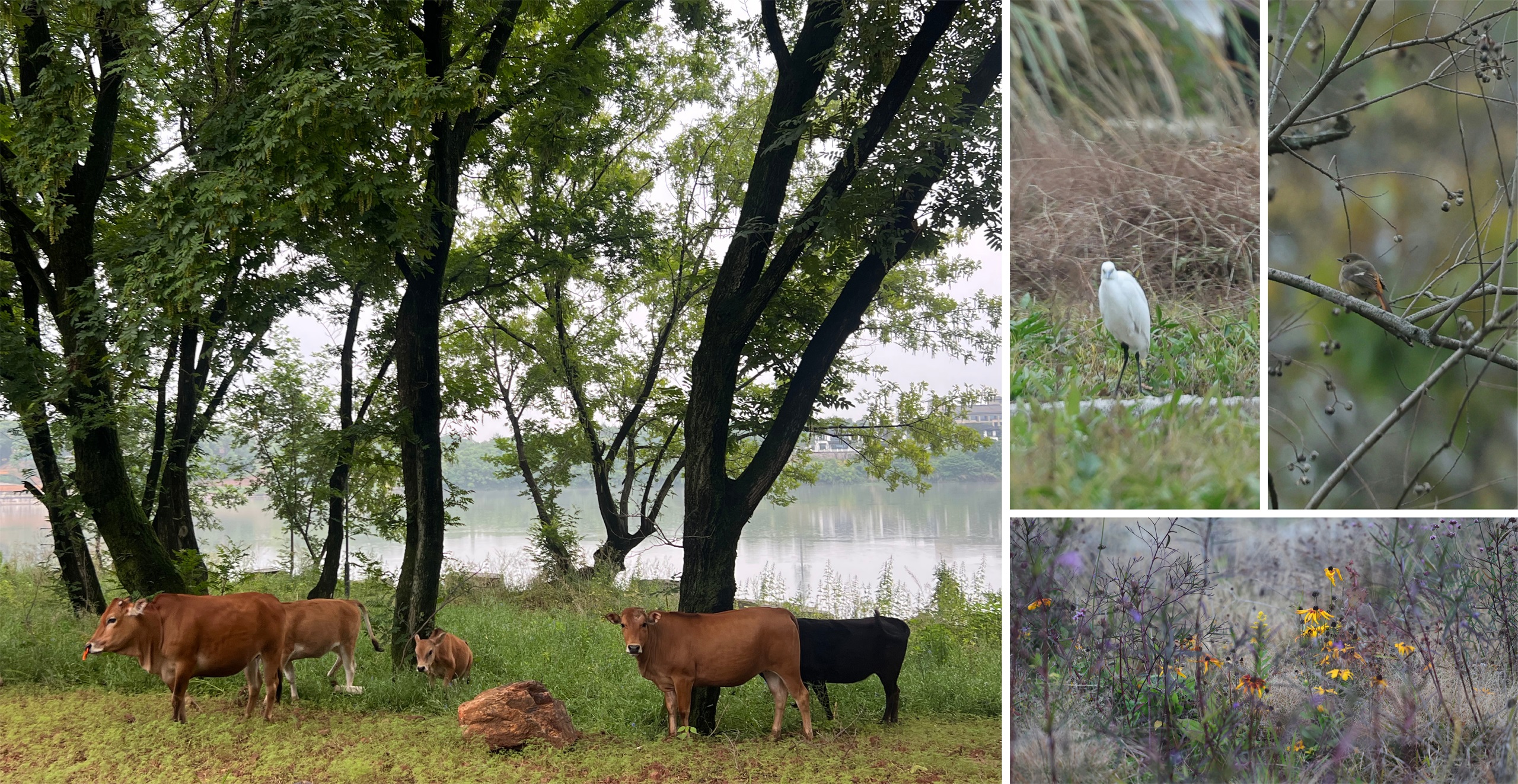 凤翔洲水文化公园丨中国衢州丨张唐景观-105