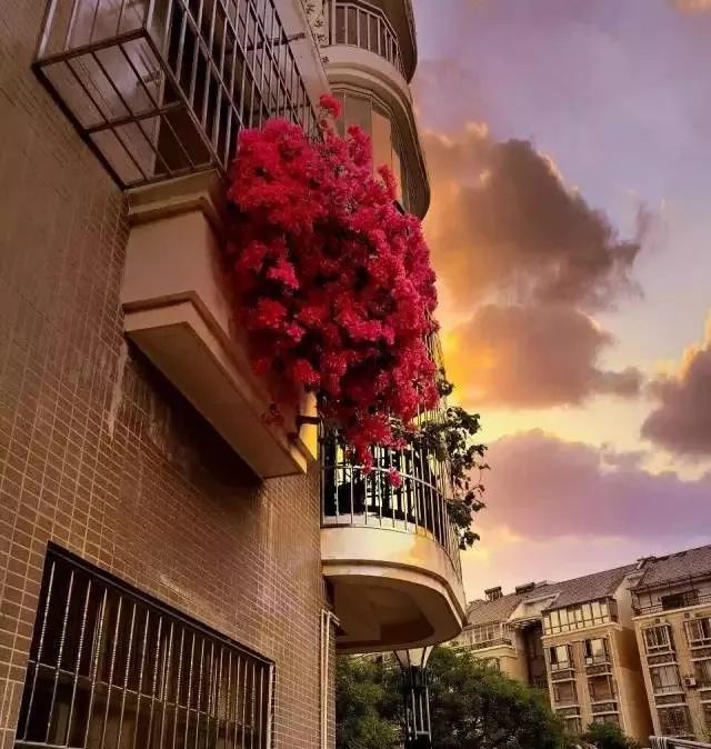 打造惊艳阳台,7 种花卉让空间焕发生机-38