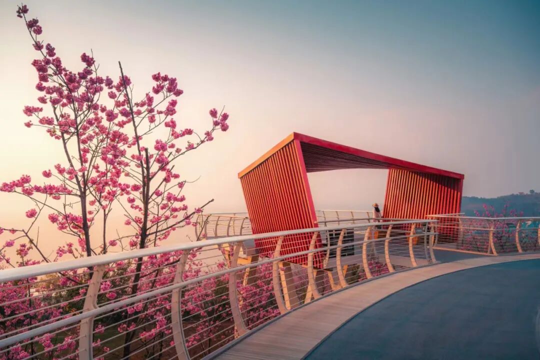 【中规作品】春城新画卷——滇池绿道之春日请柬-61