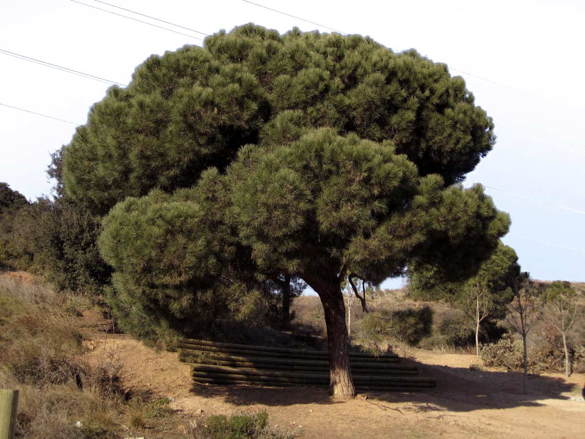 Mons Observans:Can Tacó古罗马遗址适应性修复（公元前2世纪）在“El Turo de Les Tres Creus”自然空间中-28