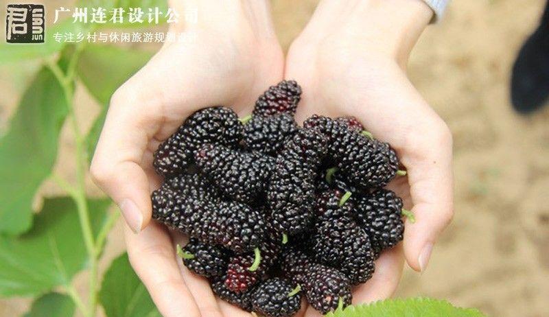 三枝叶城市农场-17