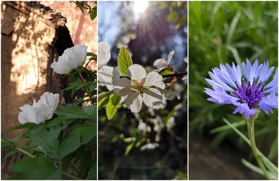 终南山书院 | 回归自然的诗意栖居-50