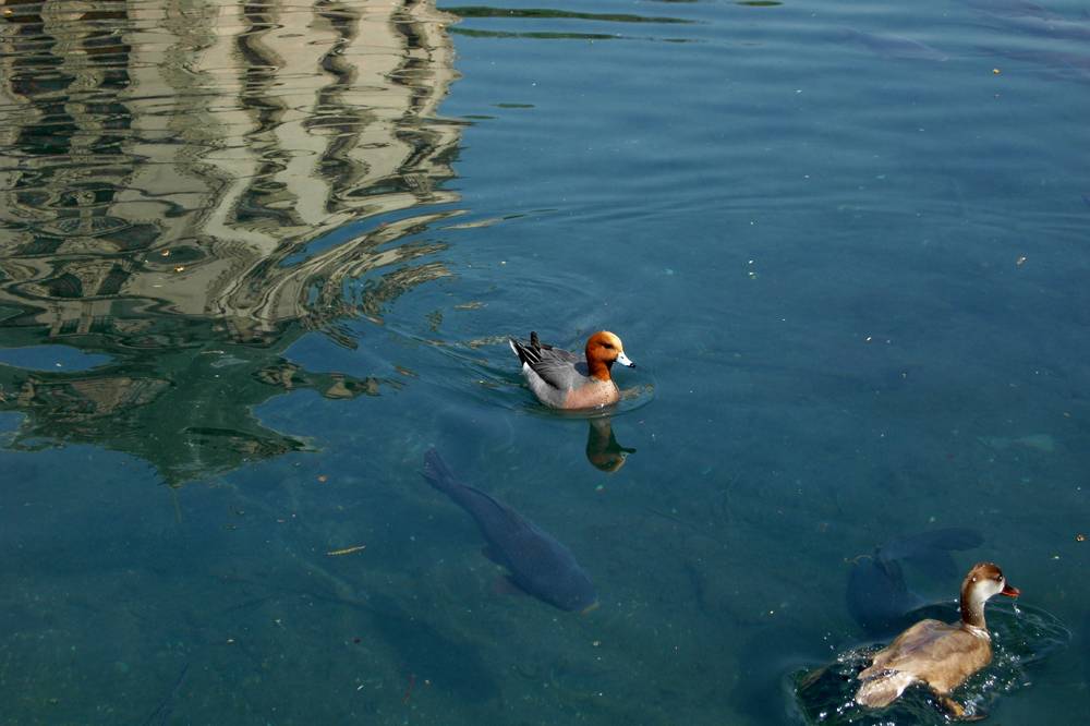 Vizille领地公园丨法国-8