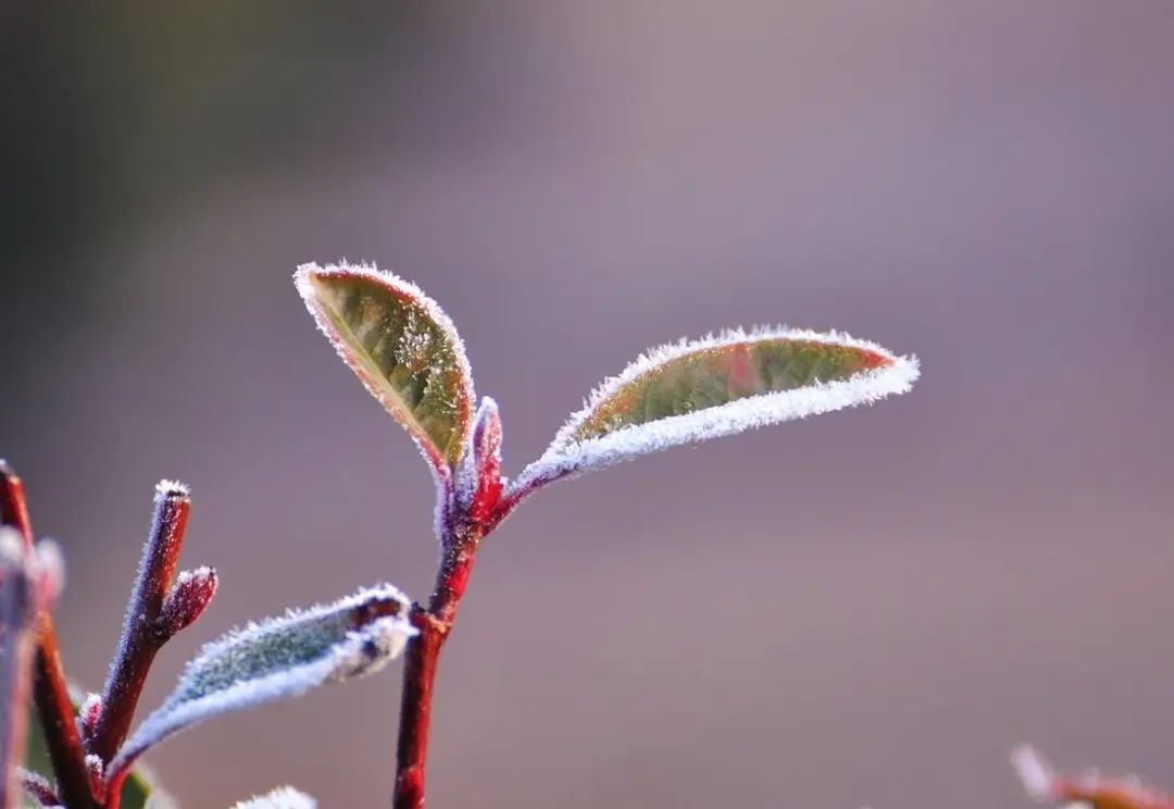 爱在九华山 | 冬日小镇里的诗意生活-69