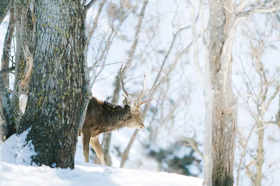 山居艺术 | 云间桃树,泉鸣林深-65