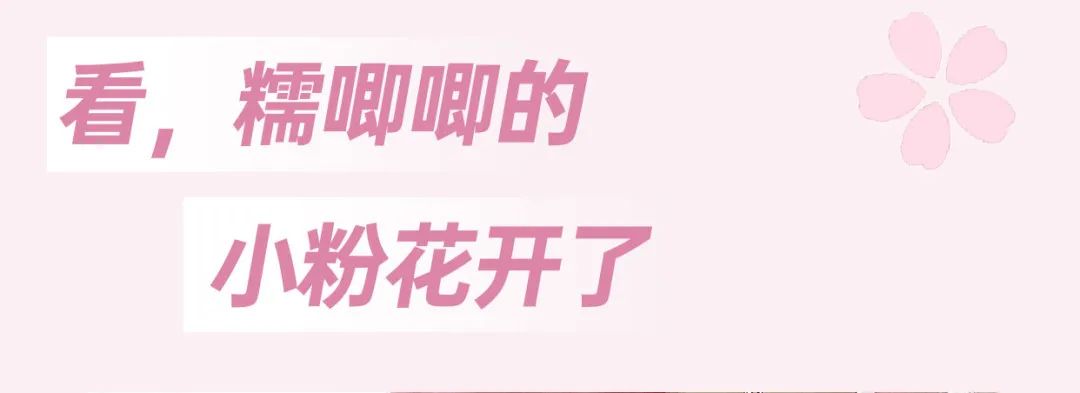 跃入一场樱花盛宴！-3