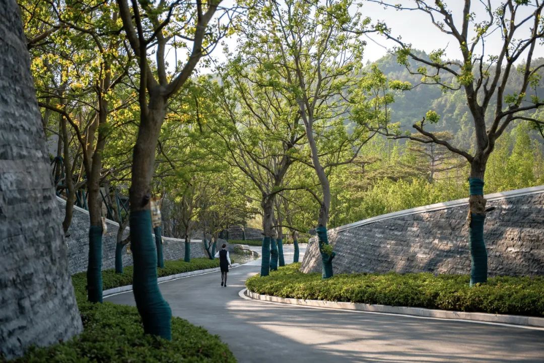 园路列植设计丨上景总工办-66