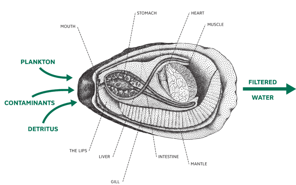 
          Oyster-tecture - SCAPE      -3