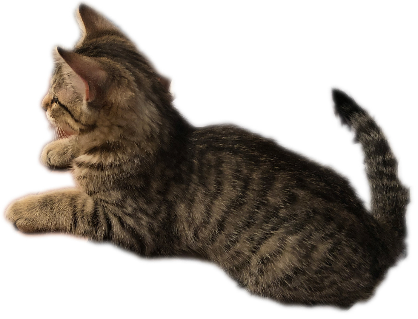 Alice and Cheshire Cat Sketch-8