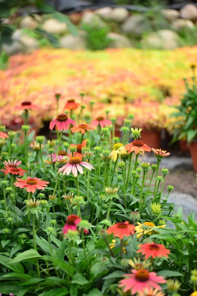 他建了座2亩的鲜花小院，满足你对花园的所有幻想-11