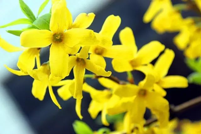 四月花海 | 迪拜奇迹花园的植栽设计-68