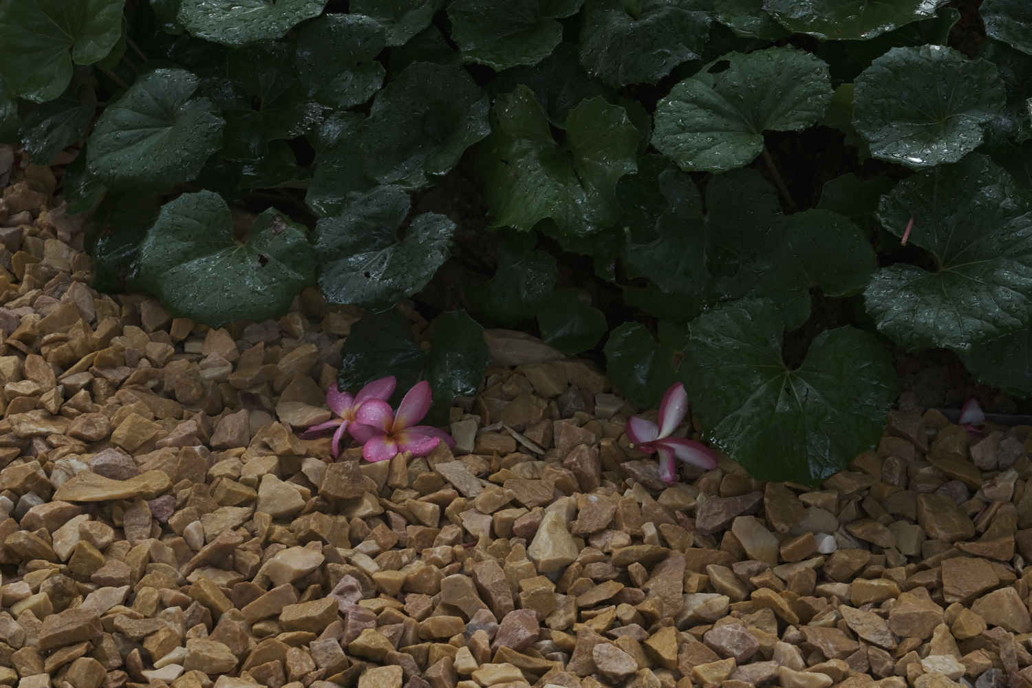 绿城·万宁海语春风丨中国万宁丨杭州九沐景观设计有限公司-90