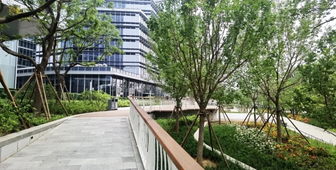 焕新颜！昆玉河东岸，1.8公里绿廊贯通——-39