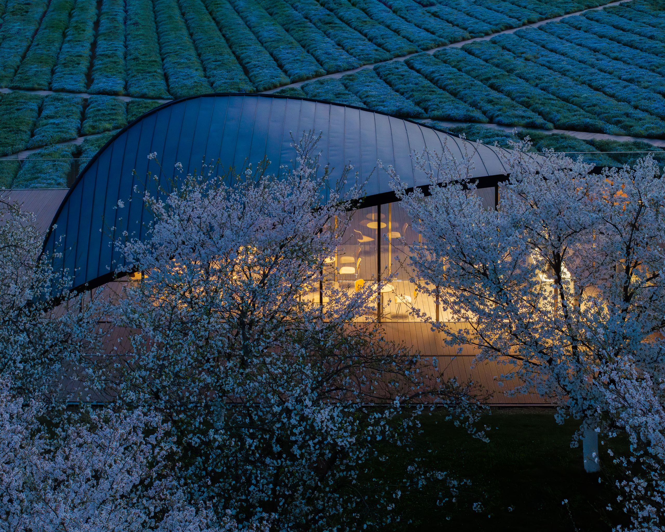 KFS | One-leaf coffee-12