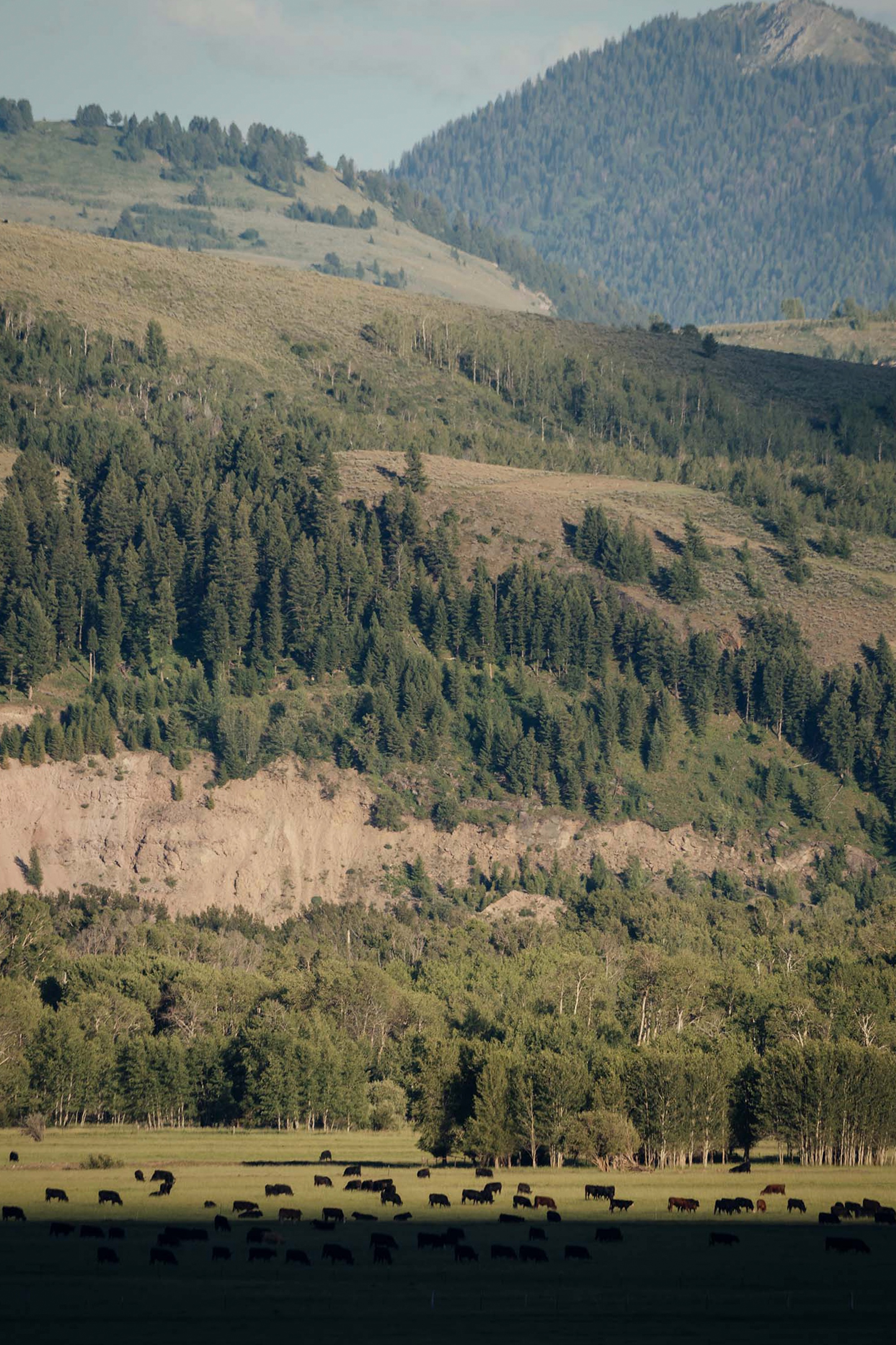 Snake River Cabin住宅丨美国怀俄明丨McLean Quinlan-0