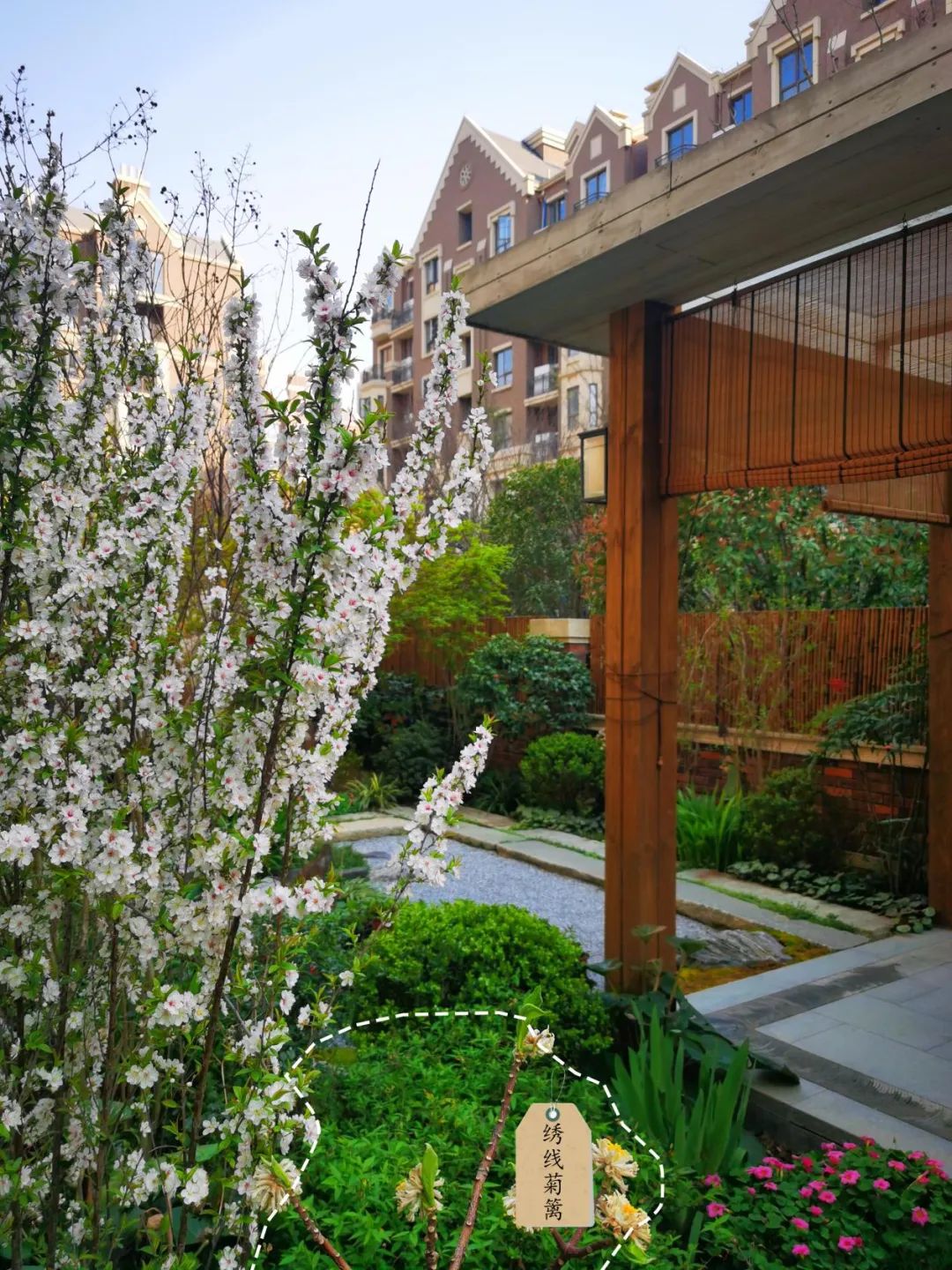 禅意花园里植物的那些事-120