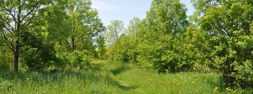 Prins Bernhardbos 种植方法研究丨荷兰-23