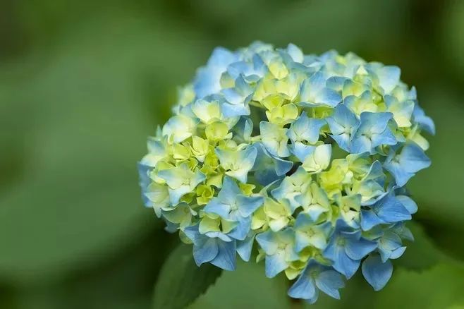 花园植物养护篇·绣球-82